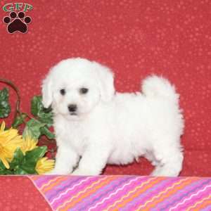 Apple, Bichon Frise Puppy